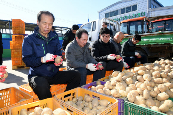 신종 코로나바이러스 감염증(코로나19)로 감자판매에 어려움 겪고 있는 농가를 위해 최문순(맨 왼쪽) 강원도지사를 비롯한 강원도 농정국 직원과 한왕기(왼쪽 두 번째) 평창군수, 김진석 도의원 등 150여 명이 14일 평창 진부농협 경제사업소에서 감자 싹 제거작업을 하고 있다. 2020.3.14  평창군 제공