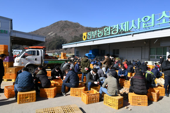 신종 코로나바이러스 감염증(코로나19)로 감자판매에 어려움 겪고 있는 농가를 위해 최문순 강원도지사를 비롯한 강원도 농정국 직원과 한왕기 평창군수, 김진석 도의원 등 150여 명이 14일 평창 진부농협 경제사업소에서 감자 싹 제거작업을 하고 있다. 2020.3.14  평창군 제공