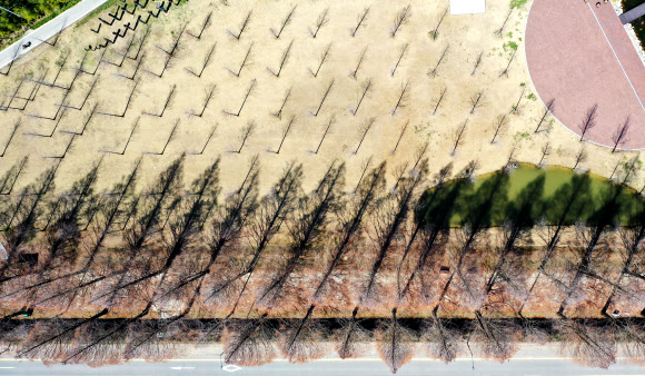 14일 오후 전남 담양군 메타세쿼이아길이 코로나19 확산 여파로 관광객의 발길이 끊기면서 한가한 모습을 보이고 있다. 2020.3.14  연합뉴스