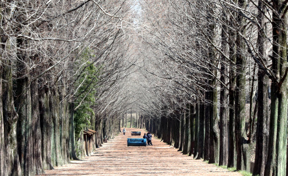 14일 오후 전남 담양군 메타세쿼이아길이 코로나19 확산 여파로 관광객의 발길이 끊기면서 한가한 모습을 보이고 있다. 2020.3.14  연합뉴스
