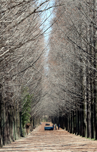 14일 오후 전남 담양군 메타세쿼이아길이 코로나19 확산 여파로 관광객의 발길이 끊기면서 한가한 모습을 보이고 있다. 2020.3.14  연합뉴스