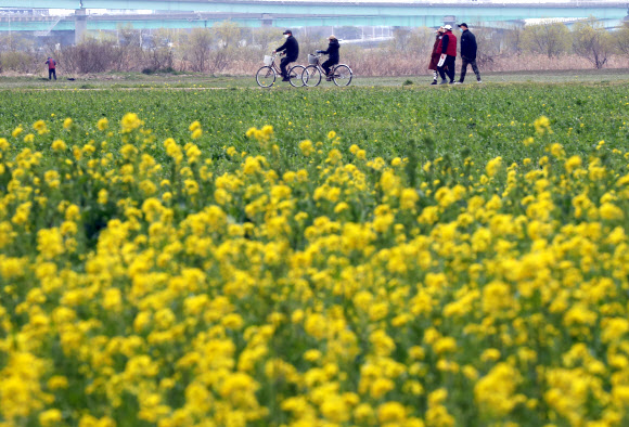답답한 일상 유채꽃 기분 전환
