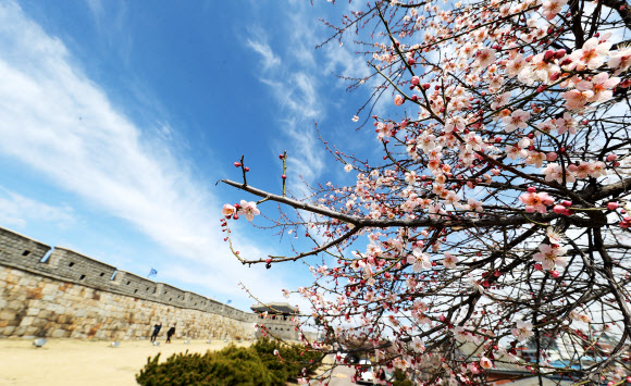 꽃샘추위와 매화