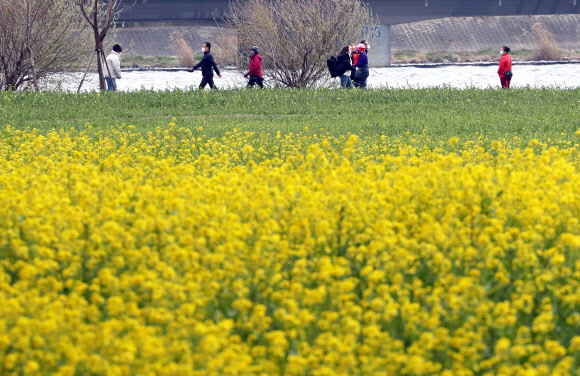 낙동강 봄꽃 나들이