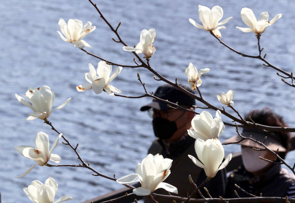 활짝 핀 목련 답답한 산책