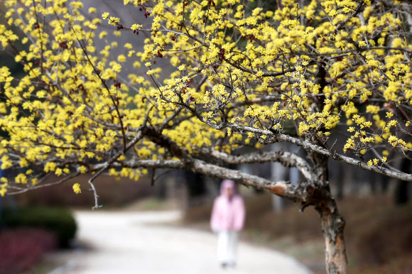 조용히 찾아온 봄