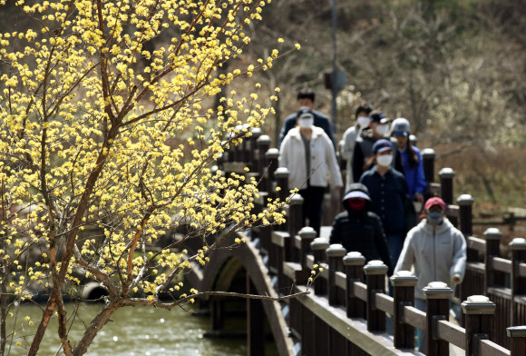 산수유와 산책 즐기는 시민들