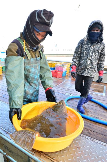 15일 경북 포항시 북구 포항수협활어위판장에서 어민이 갖 잡아온 돌가자미와 수확물을 위판하기 위해 준비하고 있다.  2020.3.15 뉴스1