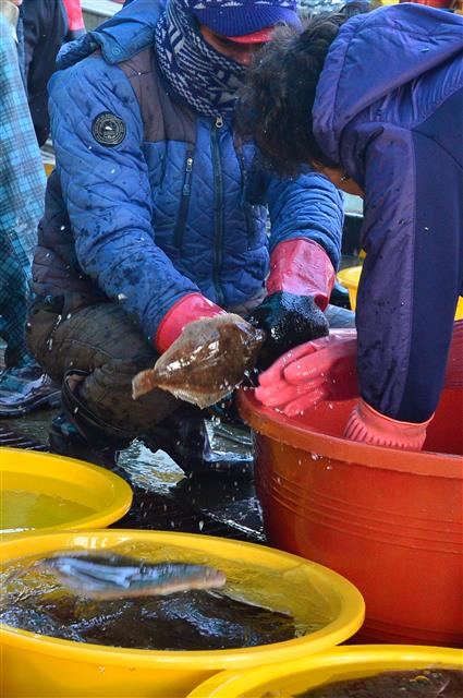 15일 경북 포항시 북구 포항수협활어위판장에서 어민이 갖 잡아온 가자미 등 수확물을 위판하기 위해 준비하고 있다.  2020.3.15 뉴스1