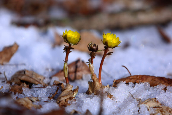 강원 인제군 기린면 진동리 곰배령 일대에서 추운 겨울을 이겨내고 눈 속에서 활짝 핀 노란 복수초가 봄을 알리고 있다. 2020.3.15  인제군 제공