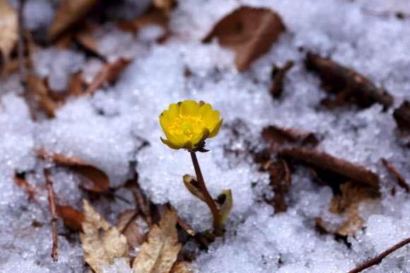 강원 인제군 기린면 진동리 곰배령 일대에서 추운 겨울을 이겨내고 눈 속에서 활짝 핀 노란 복수초가 봄을 알리고 있다. 2020.3.15  인제군 제공