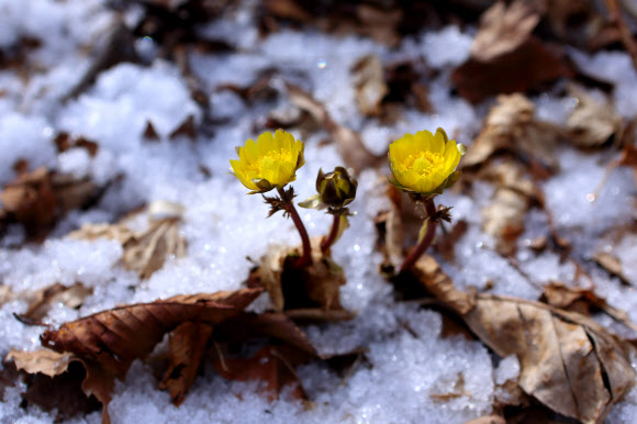 강원 인제군 기린면 진동리 곰배령 일대에서 추운 겨울을 이겨내고 눈 속에서 활짝 핀 노란 복수초가 봄을 알리고 있다. 2020.3.15  인제군 제공