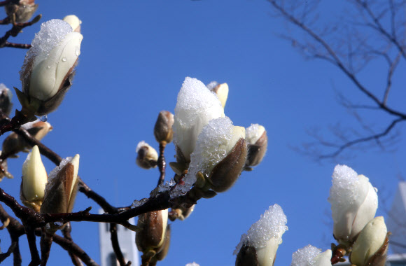 목련 꽃봉오리에 내린 봄눈
