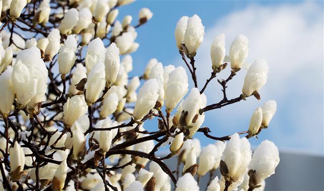 눈 이불 덮은 목련 꽃봉오리