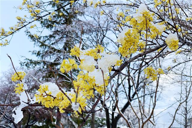 ‘따뜻한 꽃와 차가운 눈의 이색적 만남’
