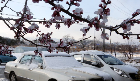 매화에도, 차량에도 내린 눈