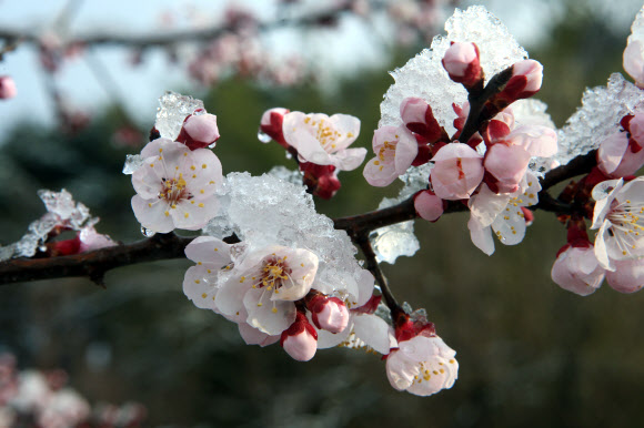 춘삼월의 설중매