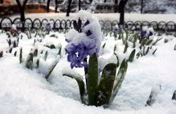 봄꽃 위에 내린 눈