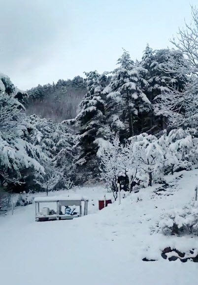 ‘가는 겨울 아쉬워’ 설국으로 변한 강릉