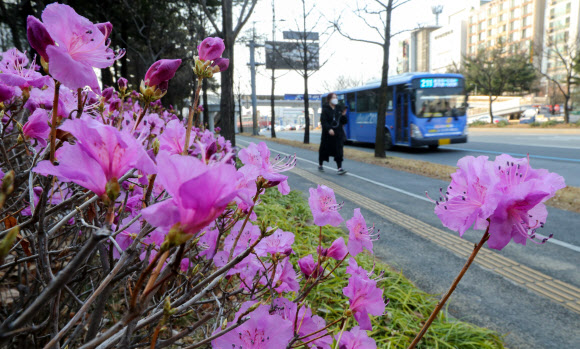 17일 오전 대전시 서구 대덕대로에 만개한 진달래가 코로나19로 지친 출근길 시민에게 위안을 주고 있다.  2020.3.17 연합뉴스