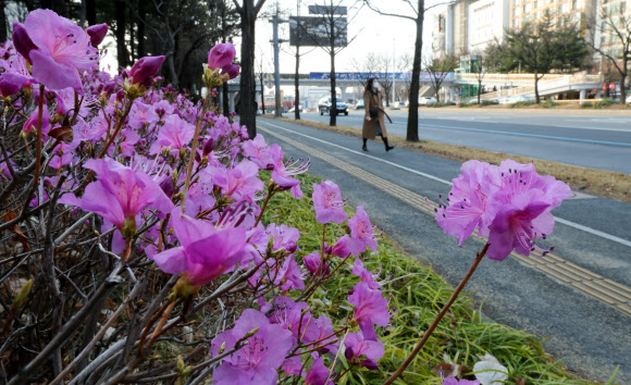 17일 오전 대전시 서구 대덕대로에 만개한 진달래가 코로나19로 지친 출근길 시민에게 위안을 주고 있다. 2020.3.17 연합뉴스