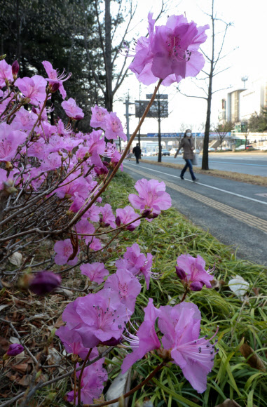 17일 오전 대전시 서구 대덕대로에 만개한 진달래가 코로나19로 지친 시민에게 위안을 주고 있다.  2020.3.17 연합뉴스