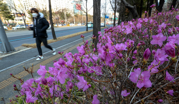 17일 오전 대전시 서구 대덕대로에 만개한 진달래가 코로나19로 지친 시민들을 위로하고 있다.  2020.3.17 연합뉴스