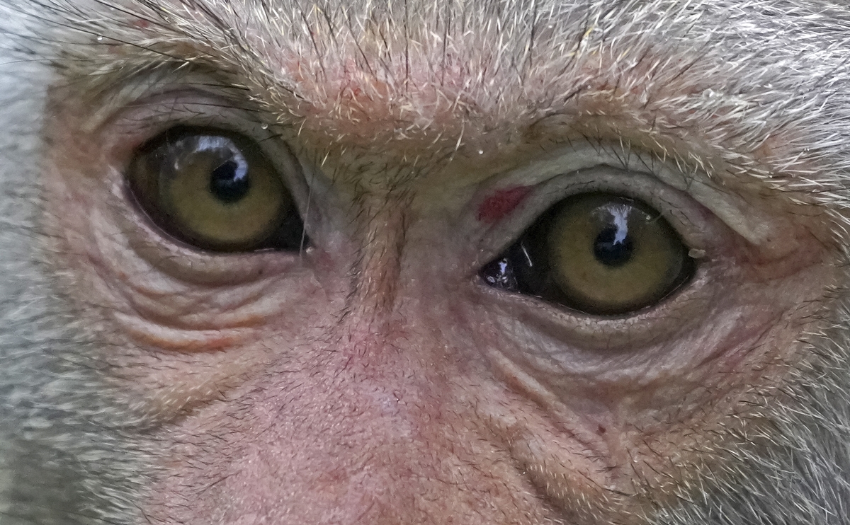 의학 실험에 주로 쓰이는 붉은털원숭이.  EPA 연합뉴스