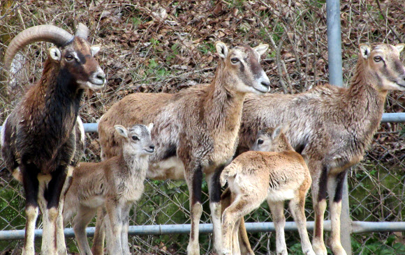 코로나19로 임시 휴장 우치동물원 새 생명 탄생 ‘활기’