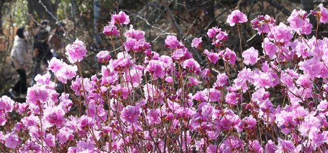 ‘봄이 왔어요’