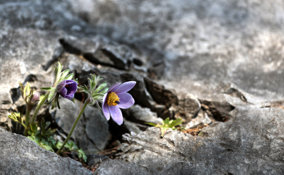 봄 인사 건네는 동강할미꽃