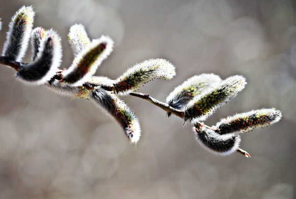 갯버들에 내려앉는 봄