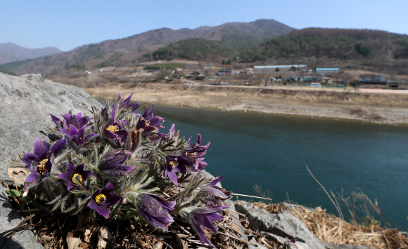 봄 햇살 머금은 동강할미꽃