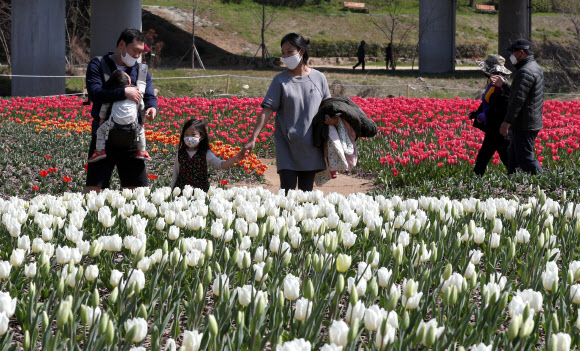 낙동강 하구 생태공원에 튤립 활짝