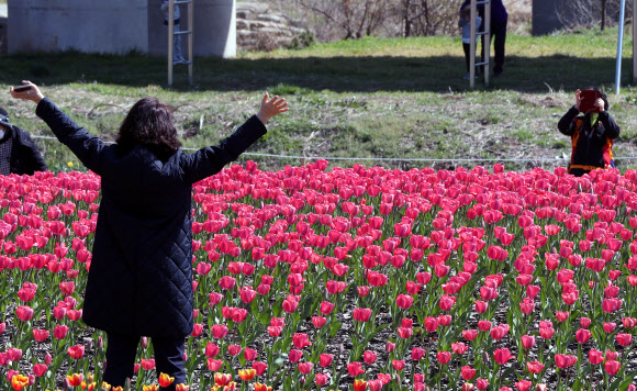 부산 화명생태공원 튤립 활짝