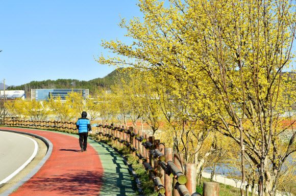 장성 황룡강변에 핀 산수유
