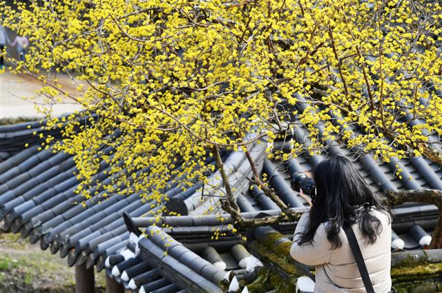 “그래도 봄은 온다” 담양 소쇄원 산수유 활짝