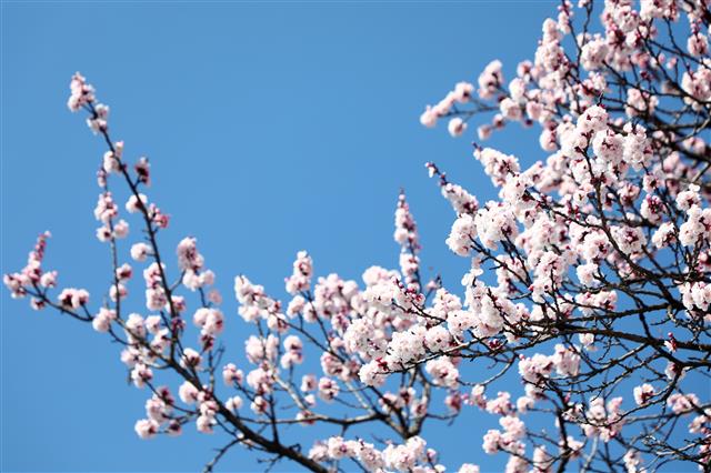 봄 알리는 살구꽃