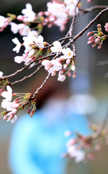 ‘벚꽃은 피고, 마스크는 써야하고’