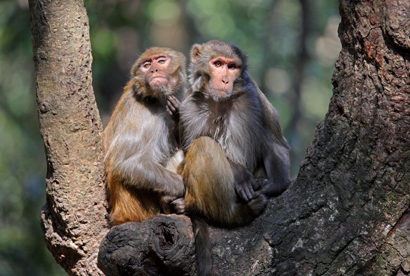실험동물로 쓰이는 히말라야 원숭이의 모습. 네이처 제공