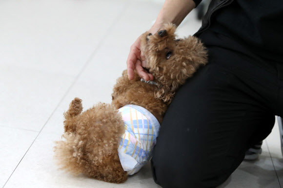 코로나19, 반려견도 갑갑한 실내 생활