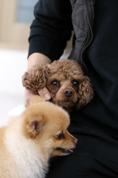 코로나19, 반려견도 갑갑한 실내 생활