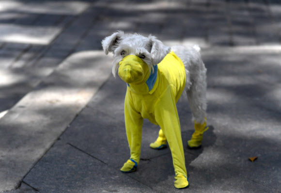 반려견 한 마리가 20일(현지시간) 카라카스에서 새로운 코로나바이러스 COVID-19의 확산에 대한 예방 조치로 보호복을 입고 있다. AFP 연합뉴스