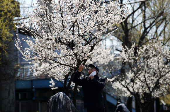 22일 오전 서울 성동구 용답동 하동매실거리를 찾은 한 시민이 마스크를 잠시 벗고 매화 향을 맡고 있다. 2020.3.22  연합뉴스