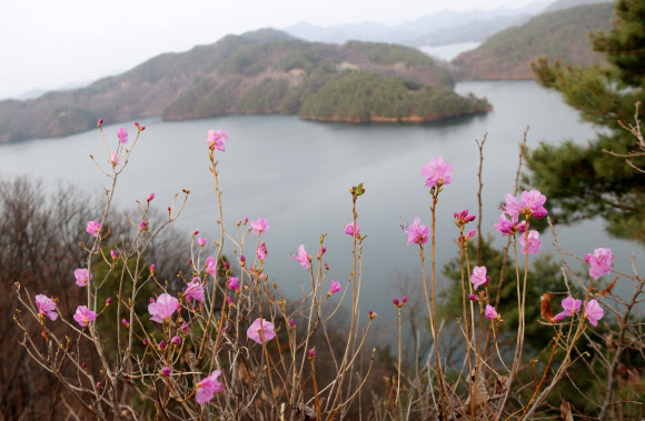 화창한 봄 날씨를 보인 22일 대전시 동구 추동 대청호 인근 야산에 진달래꽃이 활짝 피었다. 2020.3.22  연합뉴스