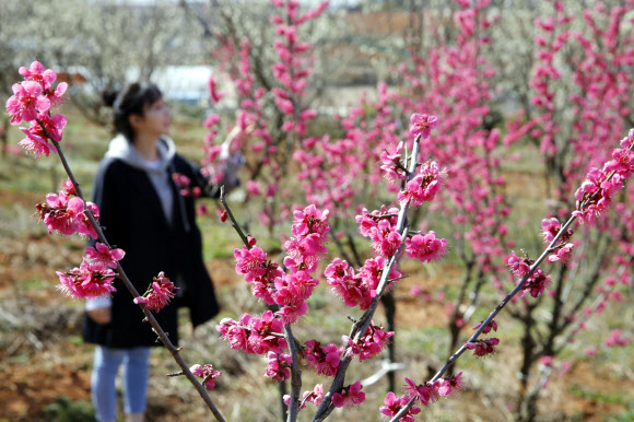 화창한 봄 날씨를 보인 22일 충남 태안군 남면 양잠리를 찾은 관광객이 활짝 핀 홍매화를 감상하고 있다. 2020.3.22  연합뉴스