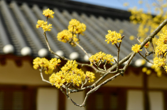 22일 오전 전남 장성군 진원면 고산서원에 산수유가 활짝 피어있다. 2020.3.22  전남 장성군 제공