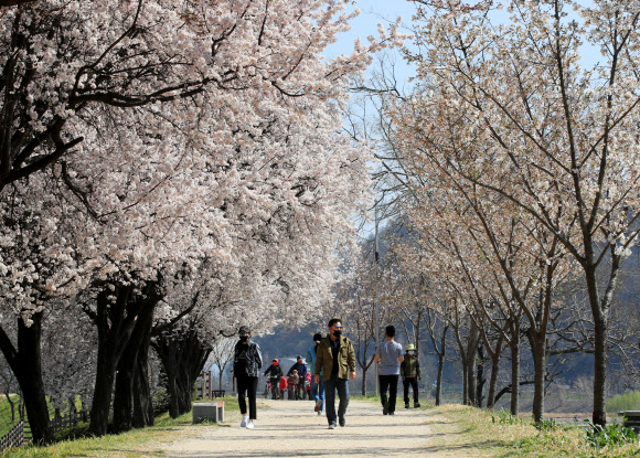 22일 오후 대구 동구 화랑교 인근 산책로에서 봄을 알리는 매화 사이로 시민들이 마스크를 쓰고 산책하고 있다. 2020.3.22  연합뉴스