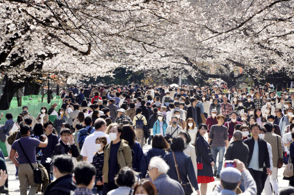 지난 21일(현지시간) 도쿄 시민들이 우에노 공원에서 만개한 벚꽃을 구경하고 있다.  도쿄 교도=연합뉴스