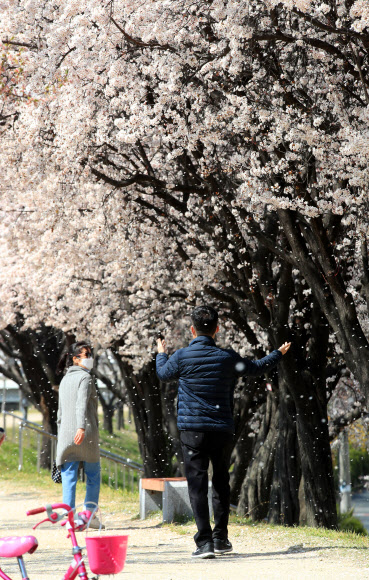 ‘벚꽃비’가 내려오네요